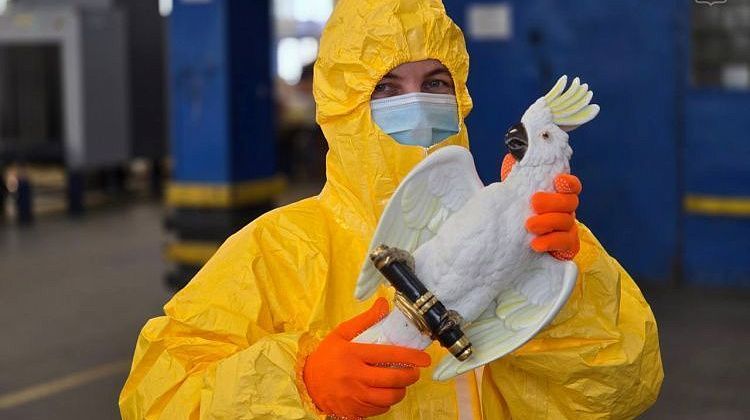 20-кратное превышение нормы: в Москве задержали радиоактивного попугая