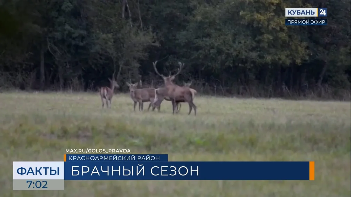 У оленей в «Красном лесу» Красноармейского района начался брачный период