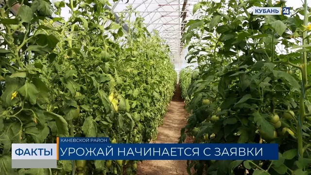 На Кубани принимают заявки от фермеров на субсидирование бизнеса