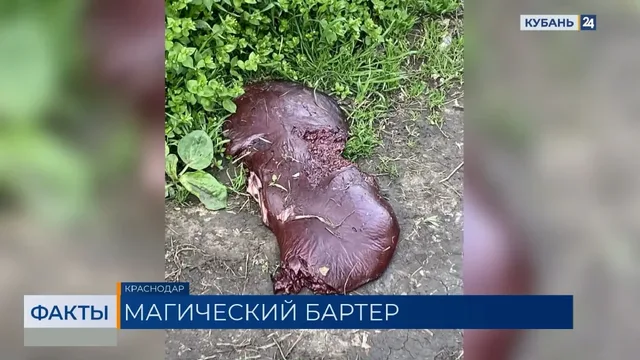Ритуалы или осеннее обострение? Куски печени находят на пустыре в Краснодаре