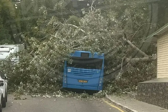 В Сочи дерево рухнуло на стоявший на конечной остановке автобус