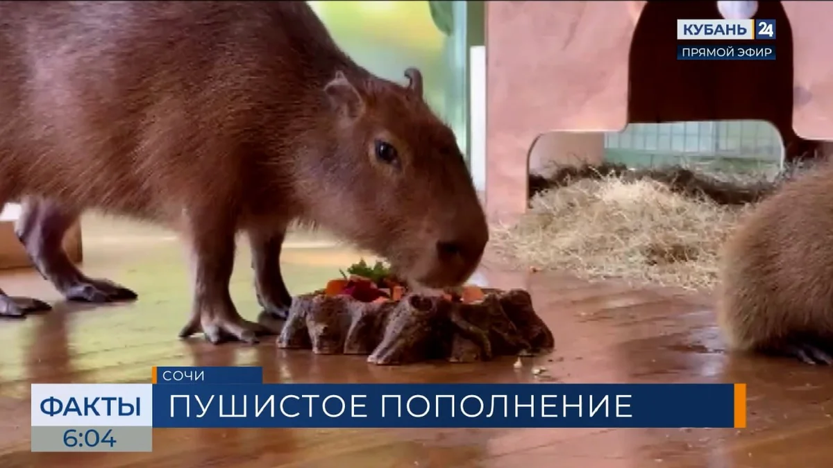 Пополнение отпраздновали два зоопарка Краснодарского края