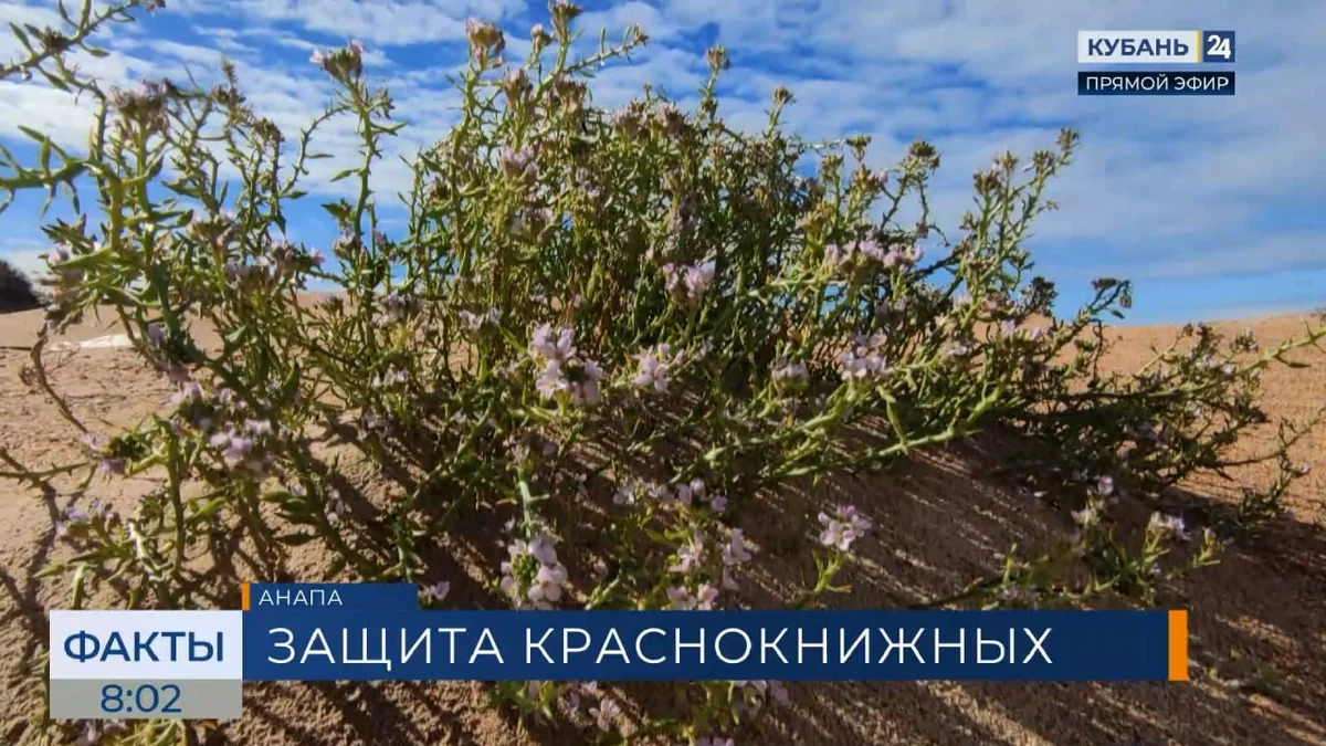 Ученые изучают редкие растения, обнаруженные на берегу Черного моря в Анапе