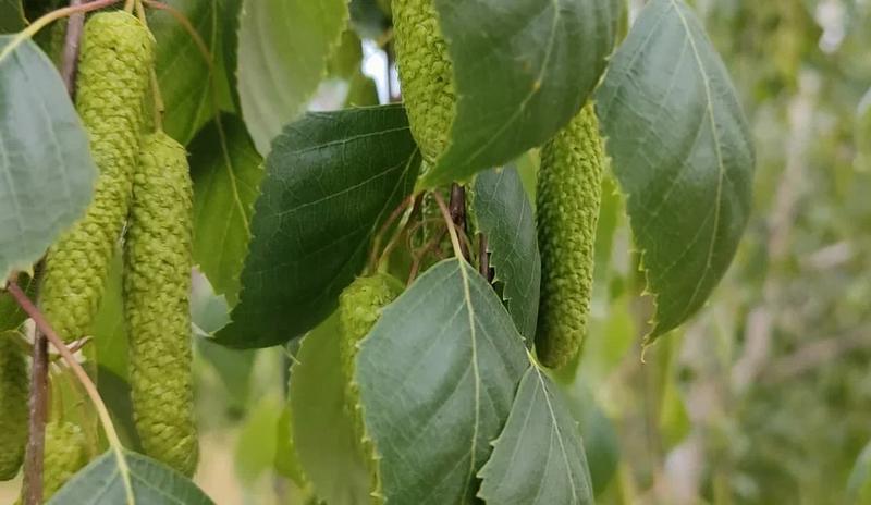 Минздрав России зарегистрировал вакцину от аллергии на пыльцу березы