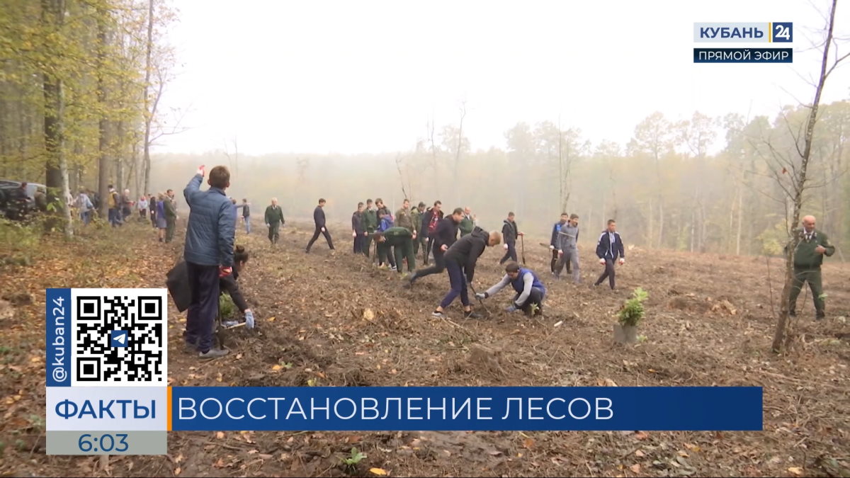 Более 54 млн рублей направят по нацпроекту на восстановление лесов Кубани