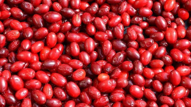 Большая польза кизила, какой лучше - садовый или лесной, и как отличить
