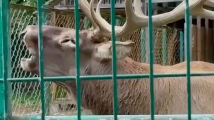 В Кавказском заповеднике олень прославился за один день: все приходят «насладиться» его талантом