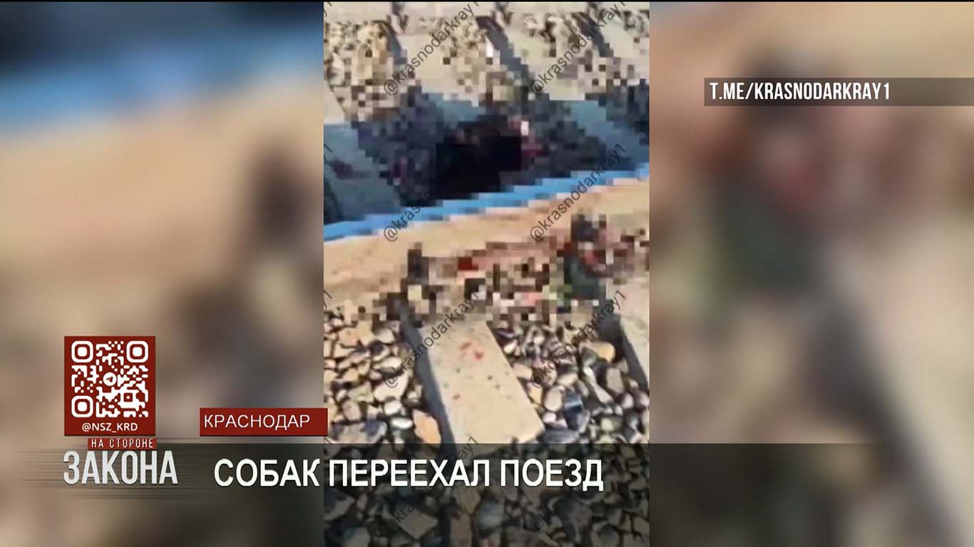 В Краснодаре живодеры привязали трех собак к ж/д путям, чтобы их переехал поезд