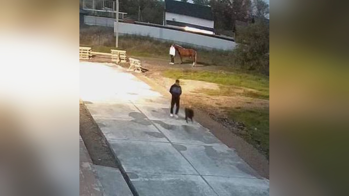 В Краснодаре житель СНТ открыл стрельбу по бездомным собакам