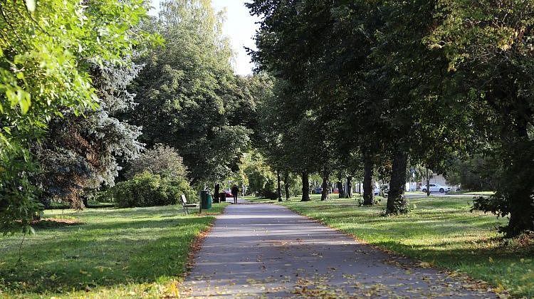 В Краснодаре насчитали 1800 аварийных деревьев: впереди большая вырубка