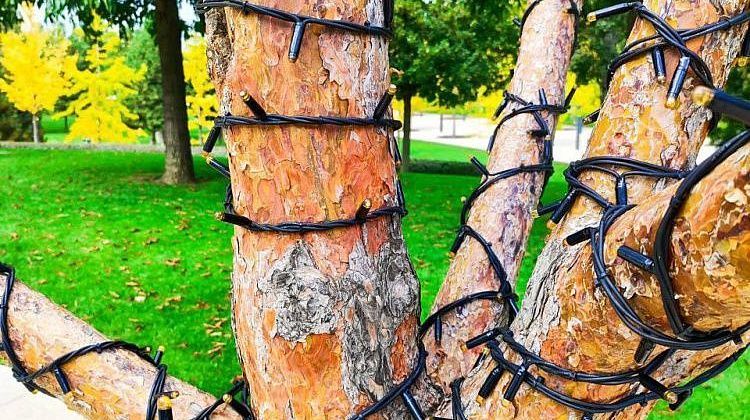 В Краснодаре парк Галицкого уже украшают к Новому году: 50 га укутают в гирлянды