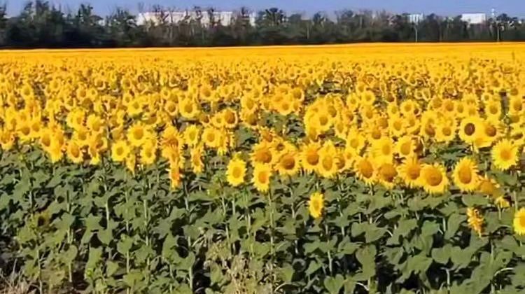 В Краснодаре появилась самая красивая локация: толпы желающих сфотографироваться
