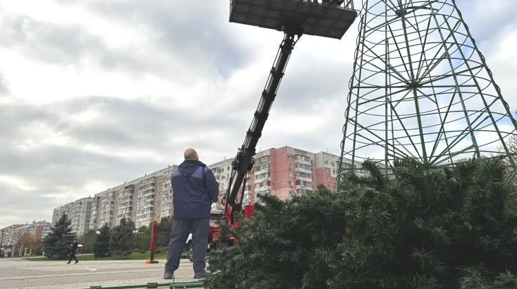 В Краснодаре установлена первая елка и расцвели одуванчики: до Нового года 35 дней