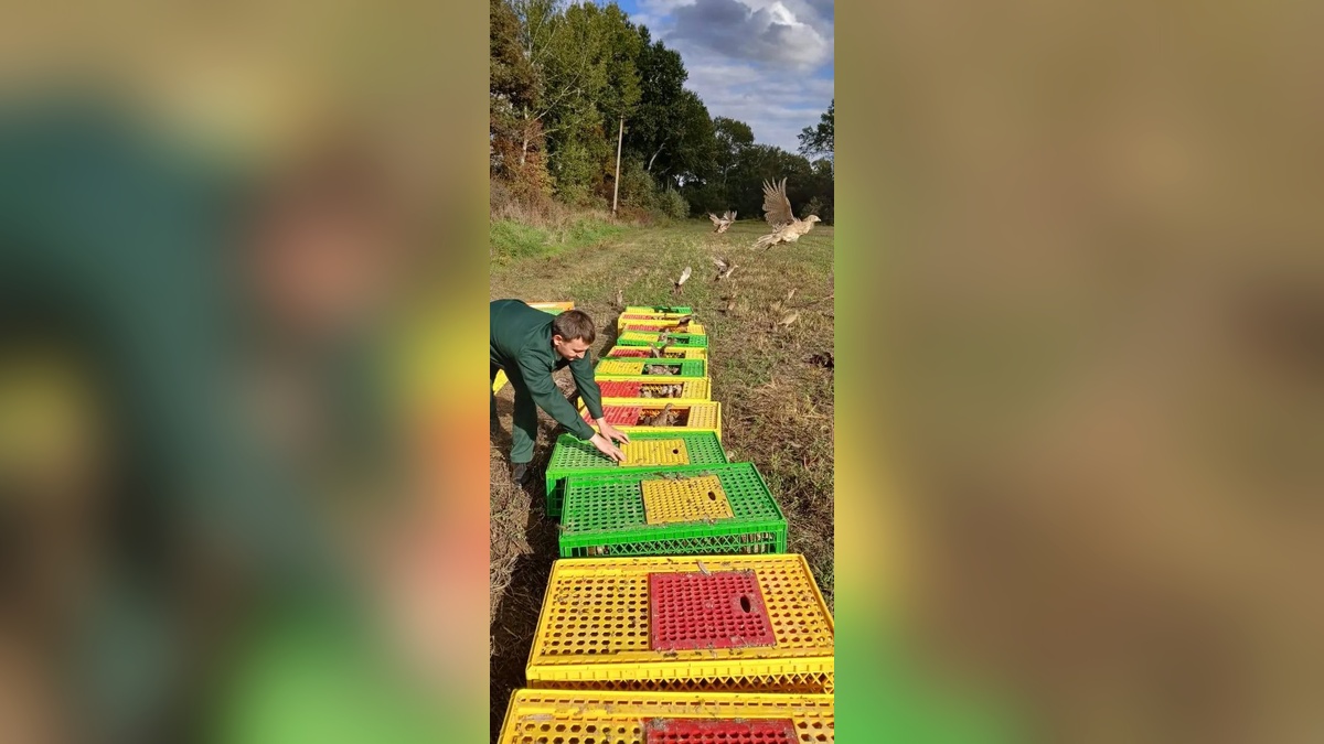 В Краснодарском крае завершили осенний выпуск фазанов в дикую природу
