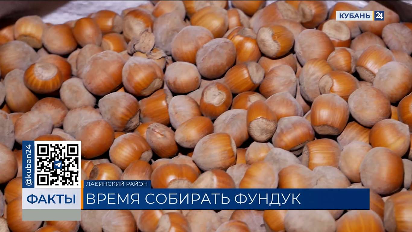 В Лабинском районе начали собирать фундук