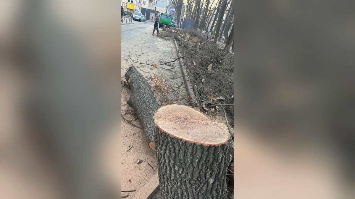 В МЦУ Краснодара назвали причину вырубки деревьев на улице Героя Яцкова