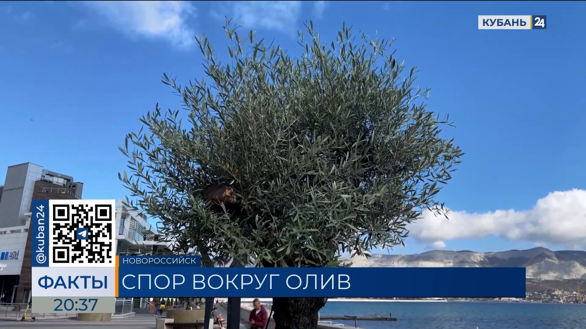 В Новороссийске двух женщин ошибочно приняли за вандалов, портящих деревья оливы