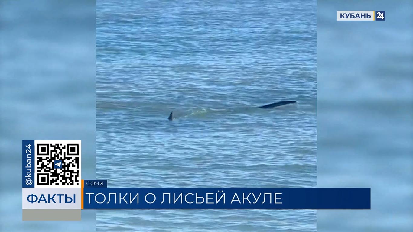 В сети завирусилось видео с лисьей акулой, снятое якобы у берегов Сочи