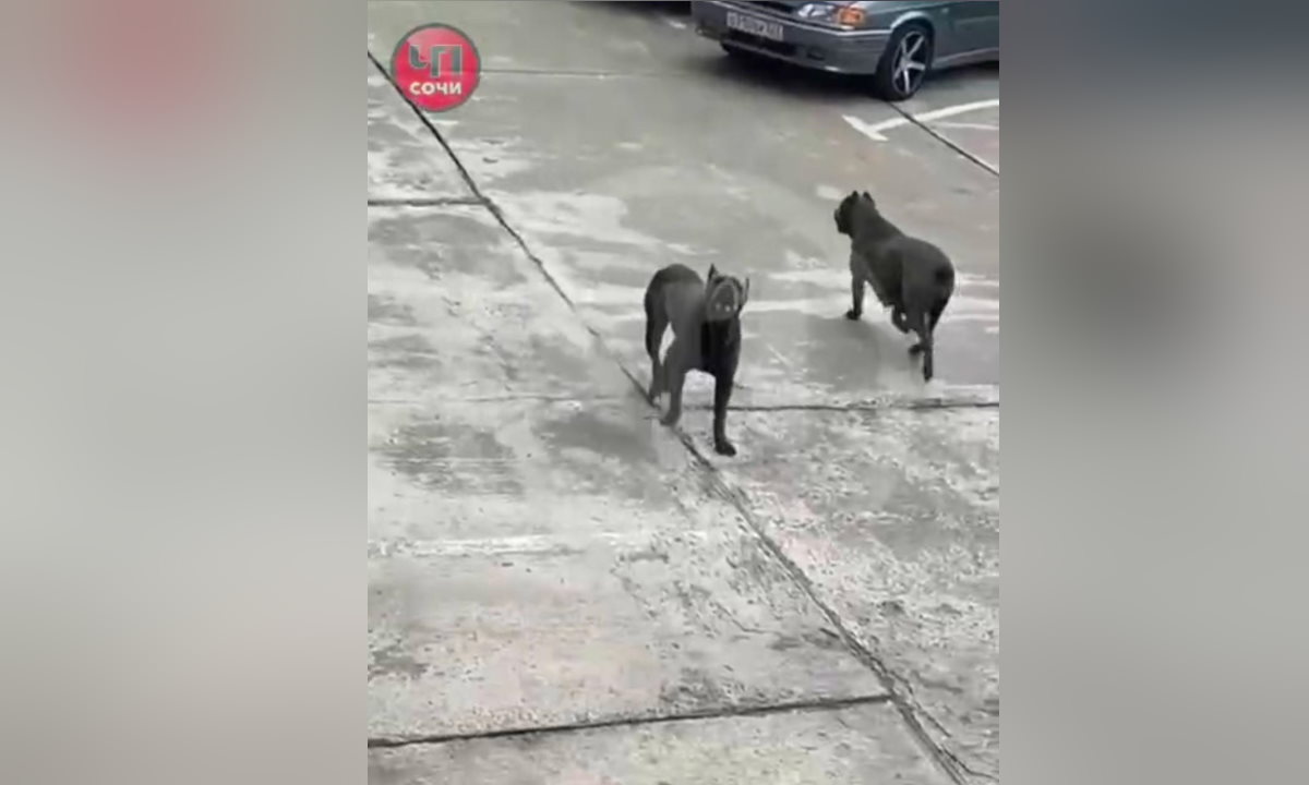 В Сочи бойцовские собаки на самовыгуле напугали местных жителей