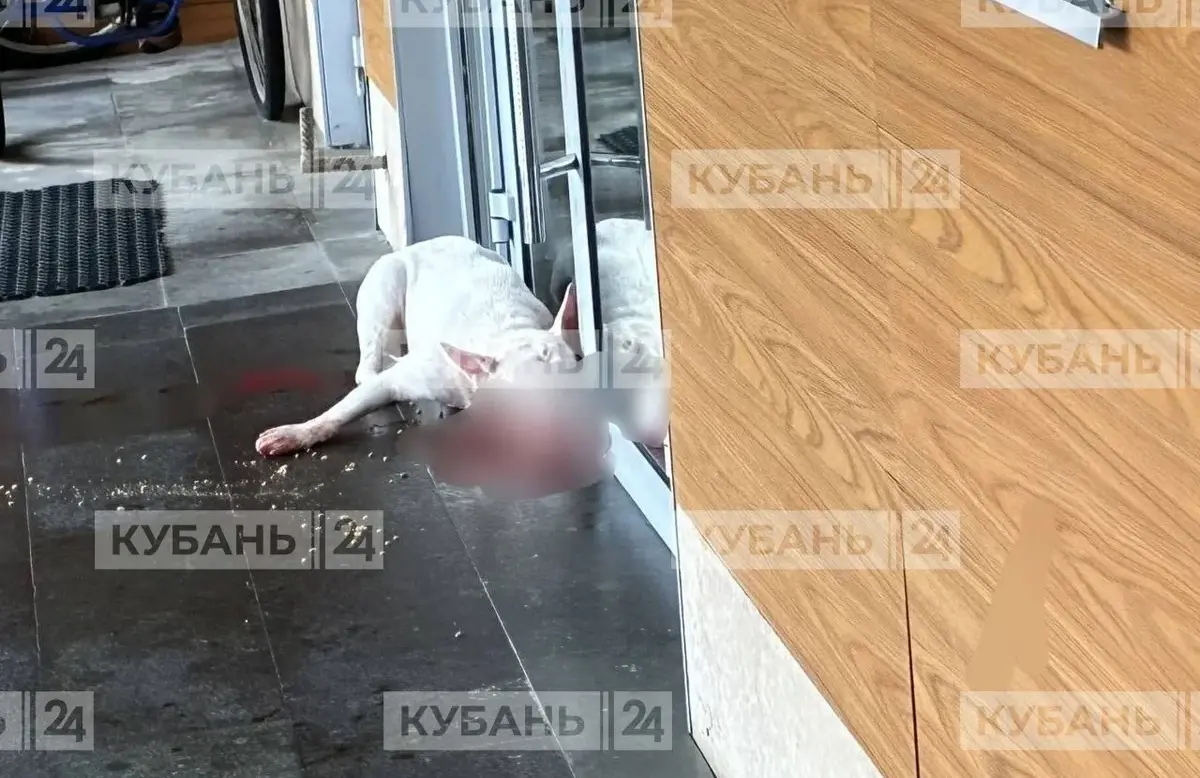 В Сочи бультерьер покусал мужчину и напал на полицейских, собаку застрелили