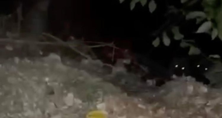 В Сочи медведи едва не задрали мужчину: все случилось из-за плохой видимости