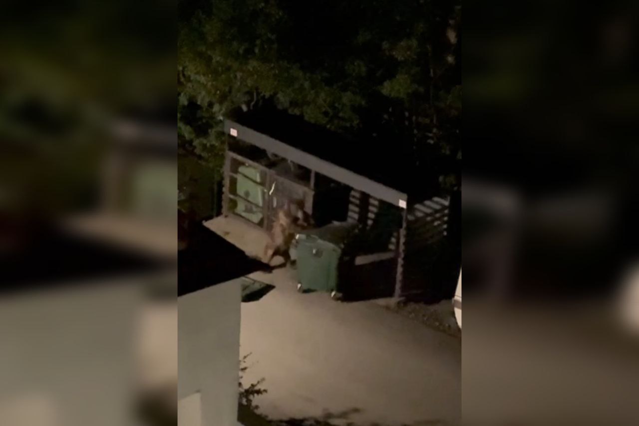 В Сочи медведь под покровом ночи угнал мусорный бак