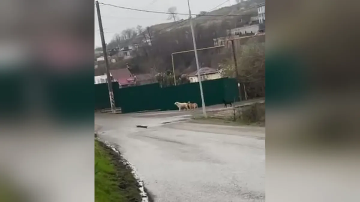 В Сочи стая бездомных собак напала на женщину с ребенком