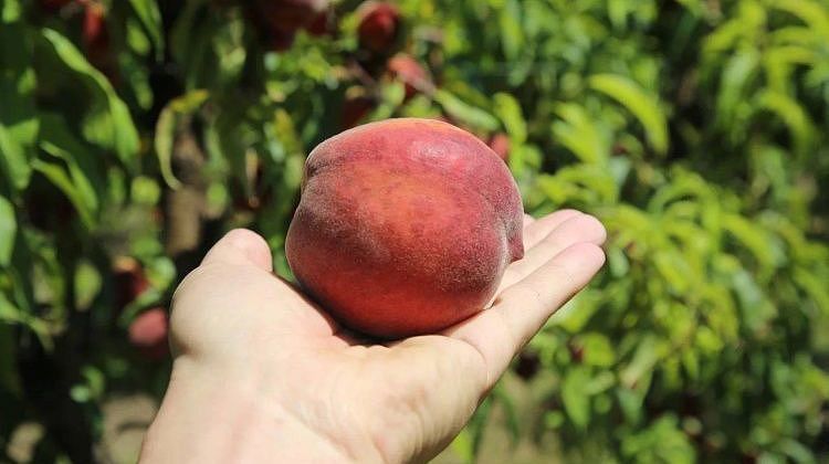 Вкус лета в Геленджике: курорт укрепляет позиции аграрного лидера