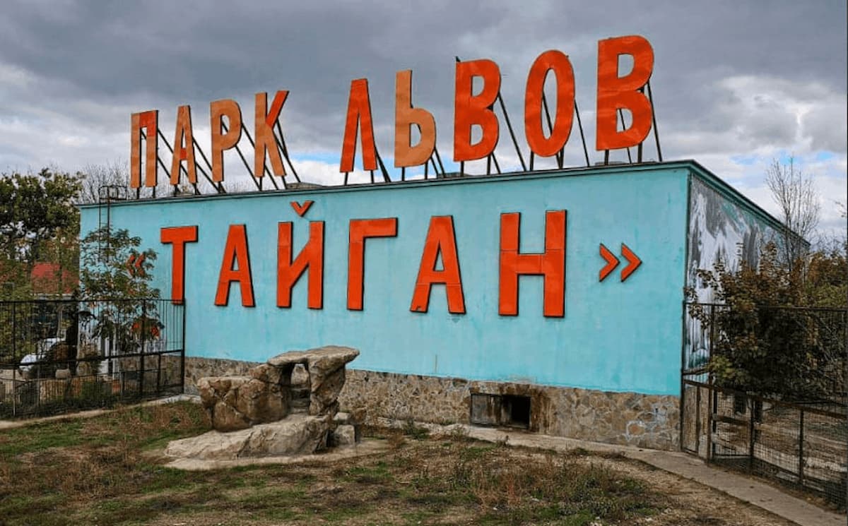 Владелец парка «Тайган» в Крыму не смог продать напавшего на него льва