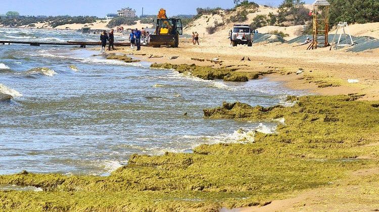 Внимание, камка! Все вокруг зеленое: в Анапе часть моря превратилось в болото