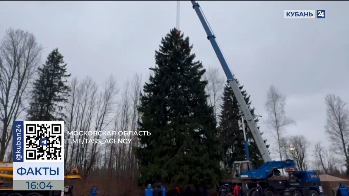 Главная новогодняя елка страны приедет в Кремль из Подмосковья