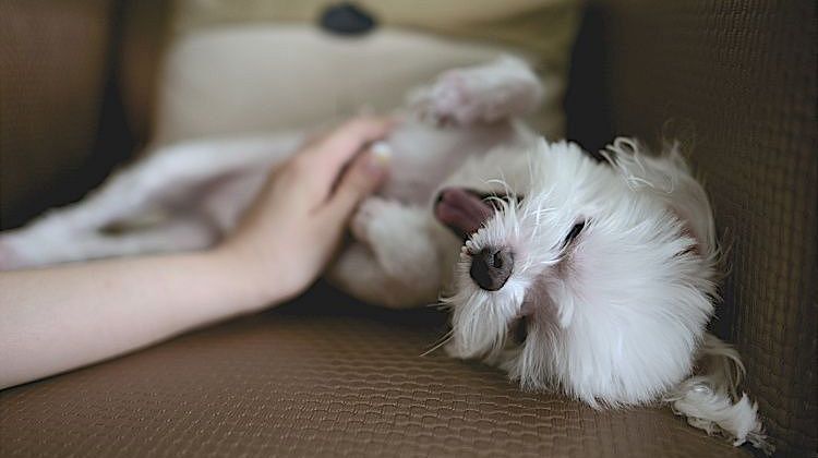Домашние питомцы в феншуй: кто приносит удачу, чего стоит остерегаться