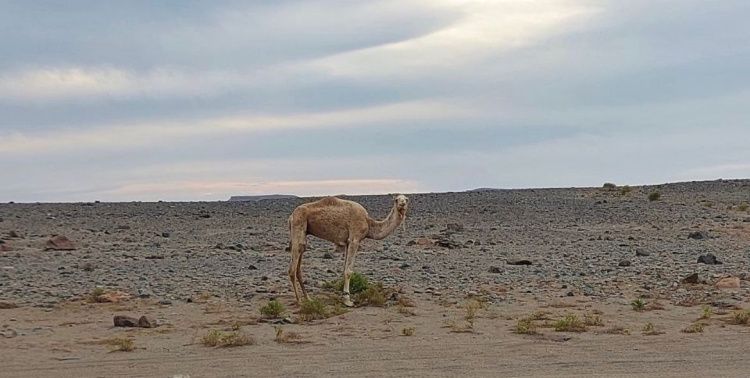 «Египетская сила»: стоимость виз для россиян увеличилась почти вдвое