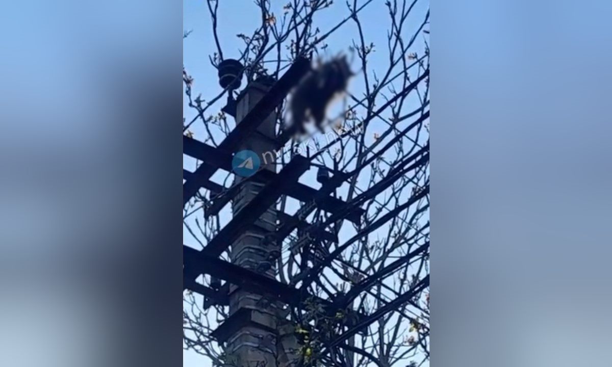 Енот залез на линию электропередач и погиб от удара током в Новороссийске