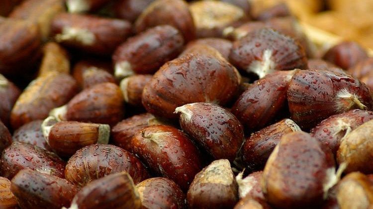 Если осень, значит - каштаны! Польза и рецепты, как правильно и вкусно приготовить