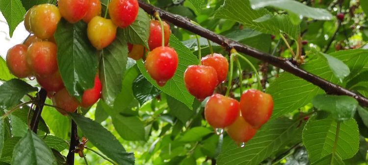 Жара до +30°C возвращается на Кубань: дожди не остановят лето