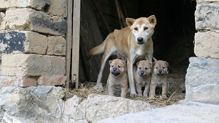 Жара может стоить жизни для животных! Налей воду для уличных хвостиков