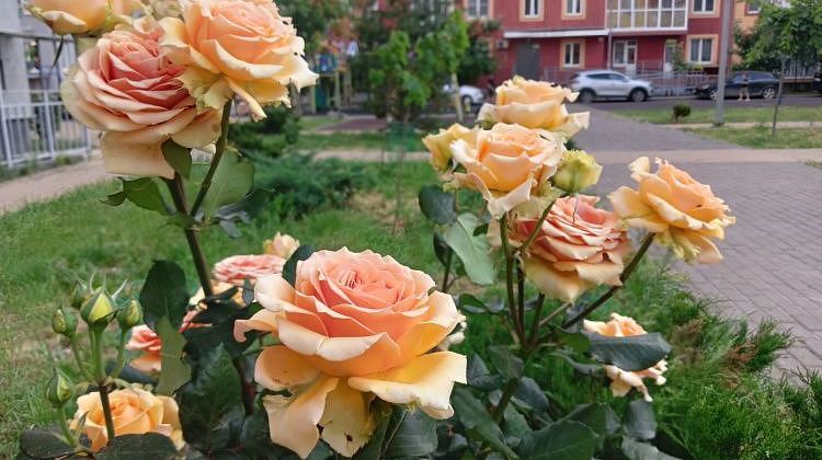 Жара! Сегодня в Краснодаре 34, что будет к выходным короткой рабочей недели?