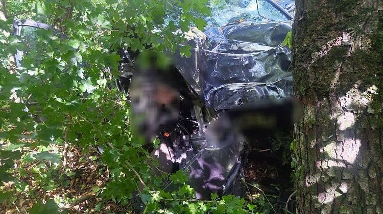 Жизнь оборвалась у дерева: смертельная авария на трассе в Геленджике