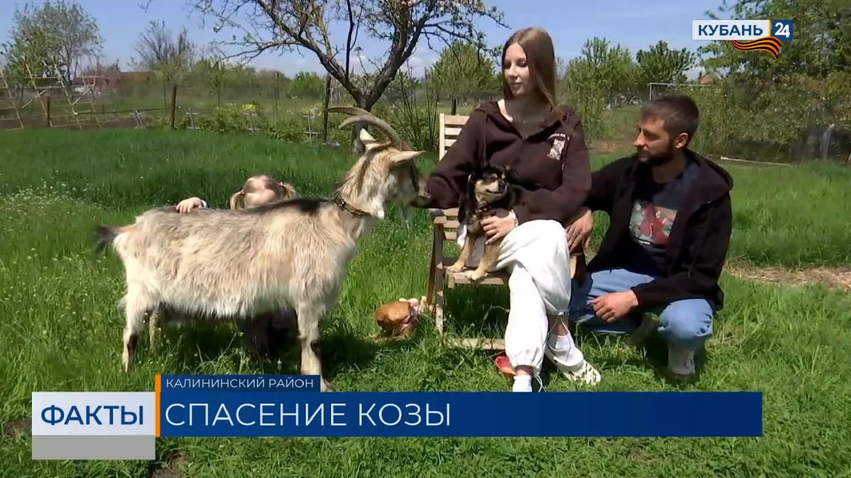 Жительница Кубани выходила козу, которую собирались отправить на убой
