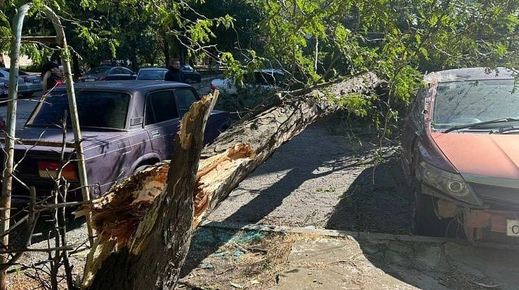 Кто виноват? Во дворе Краснодара дерево рухнуло на машины