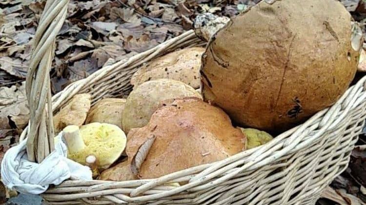 Леса Кубани полны грибов: что нужно помнить в разгар тихой охоты