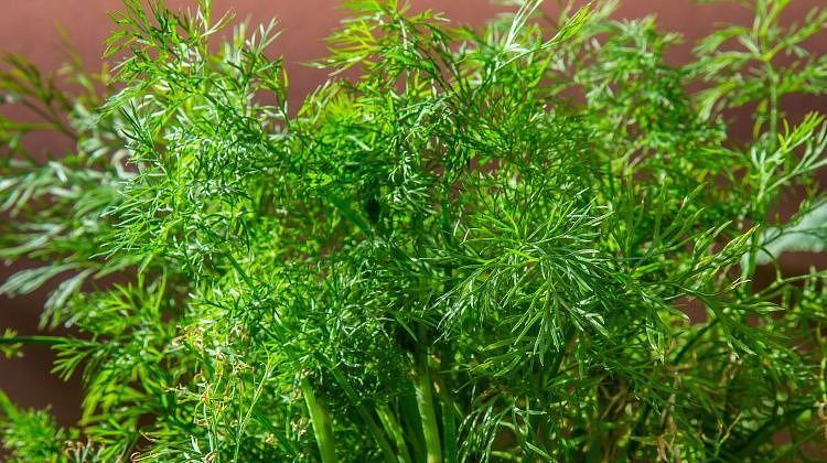 Лучше сушить или морозить? Как заготовить зелень на зиму