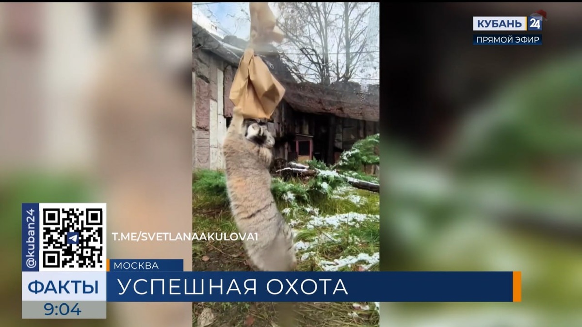 Манул Тимоша из Московского зоопарка порадовал поклонников новым видео