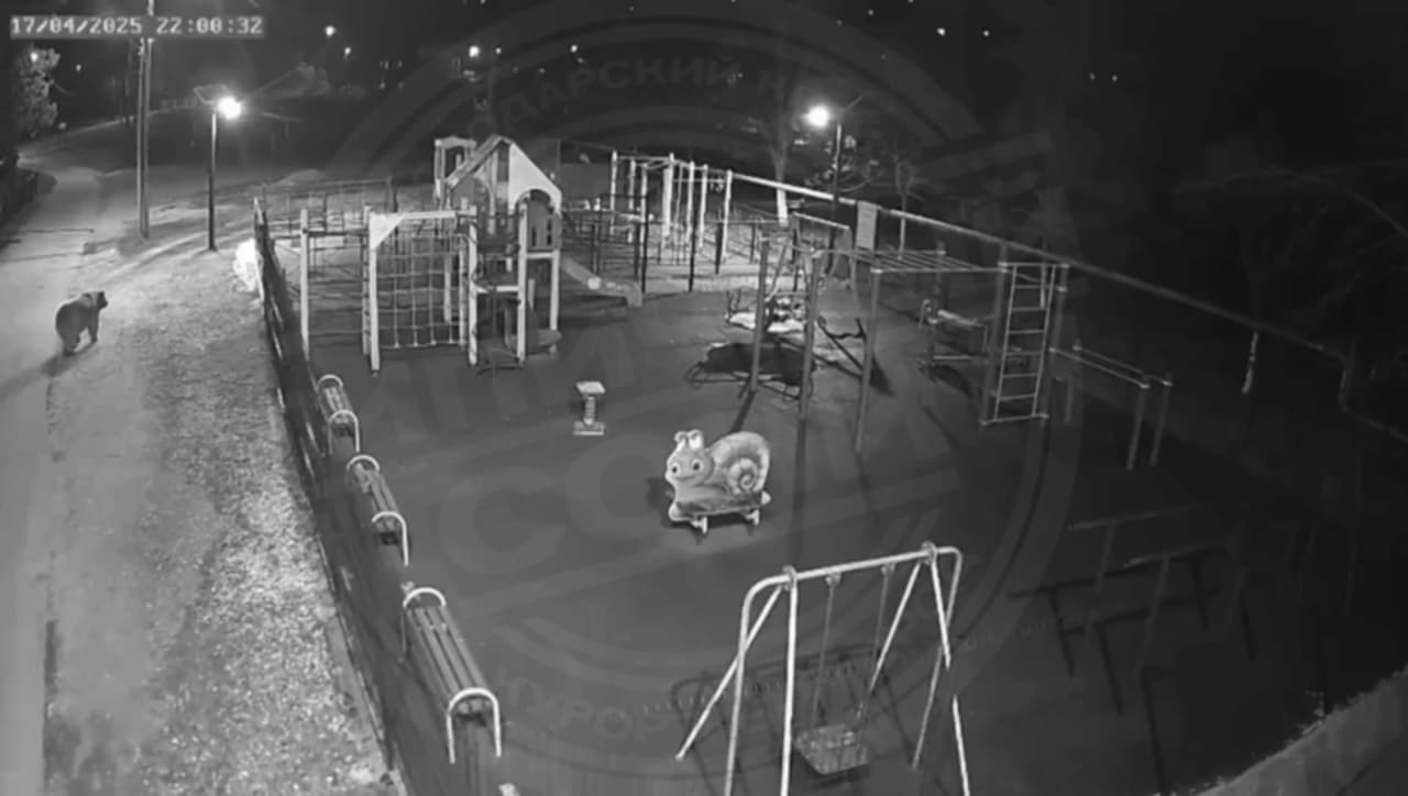 Медведь вышел к детской площадке в Лазаревском районе Сочи