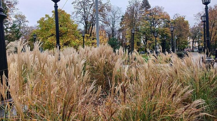 Модные злаки в вашем саду: хорошая примета, красота и шепот ветра