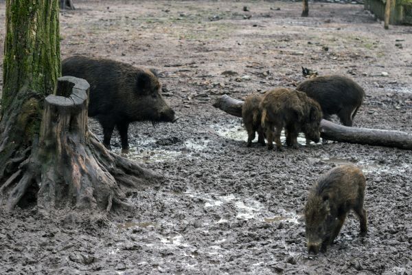 Москву атаковали дикие кабаны: период гона самый опасный