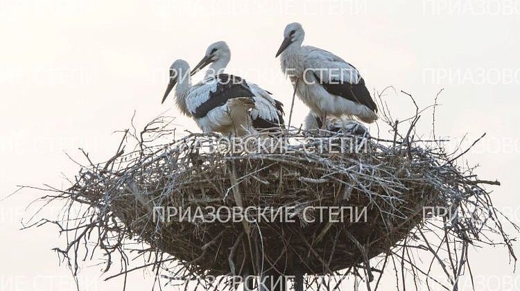 На Кубани в искусственном гнезде выросли четыре птенца аистов