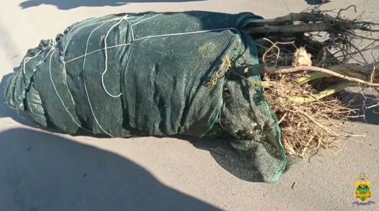 На Кубани задержан «агроном»: выращивал не то, что можно