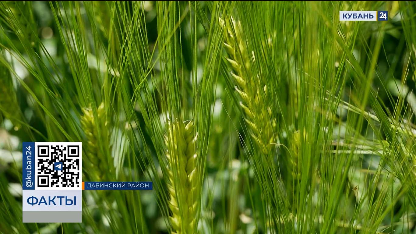 На Кубани производство семян зерновых и масличных культур увеличили на 25%